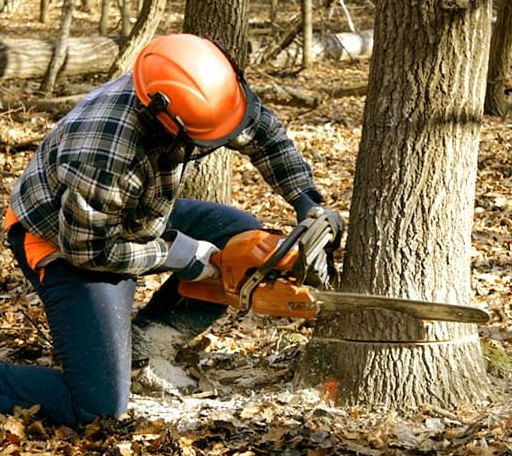 Tree Removal in Castleton, VT
